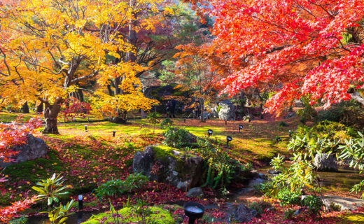 京都嵯峨野中最美的寶嚴院的楓葉是？
