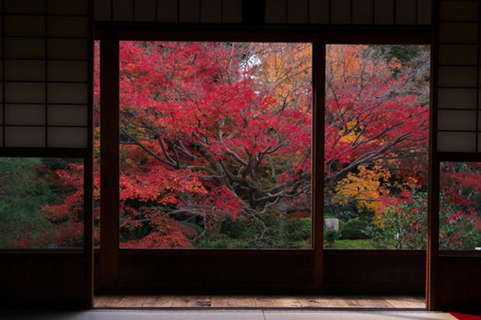 下雨天也能玩得開心的京都楓葉景點是