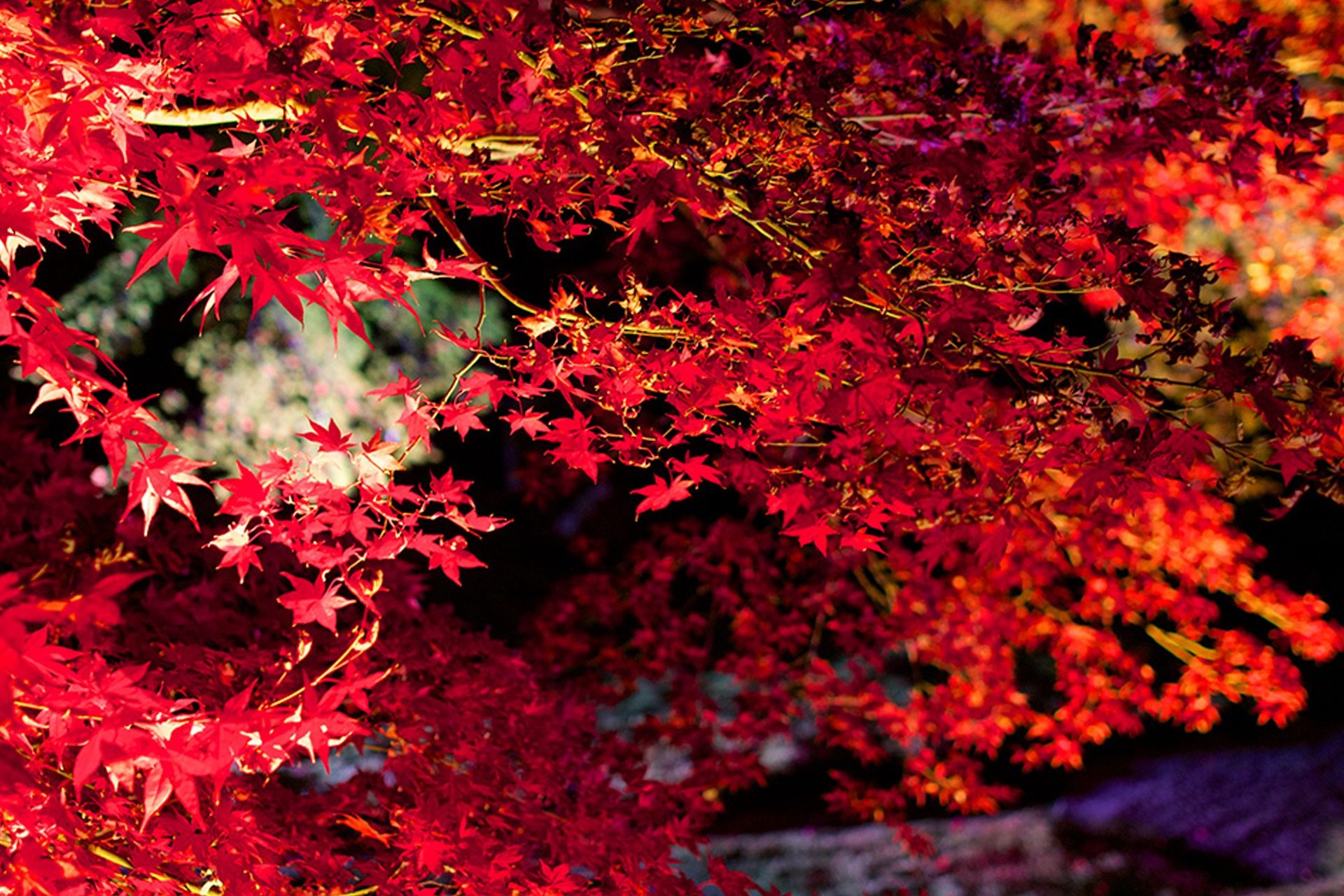 京都的紅楓葉