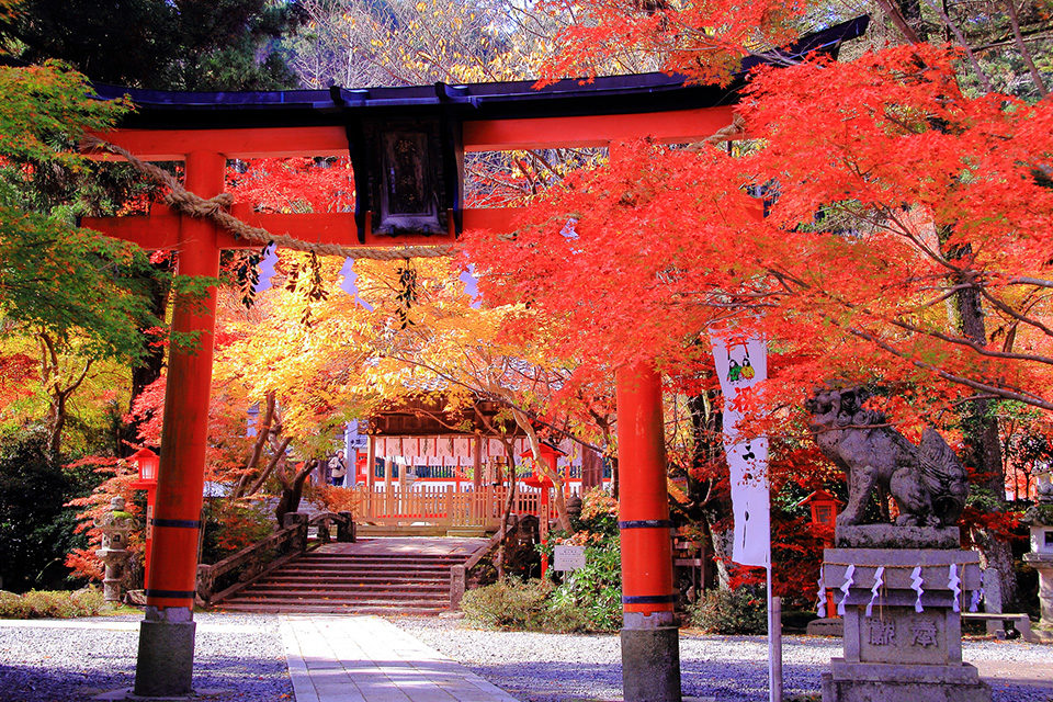 如果想盡情欣賞京都楓葉的話，推薦去神社。