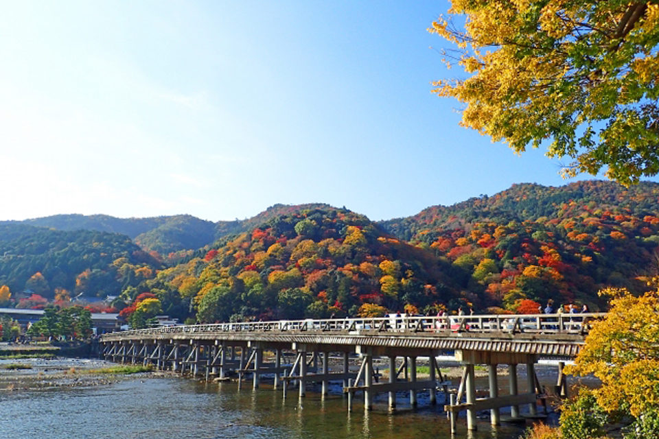 京都楓葉季節的混亂預測