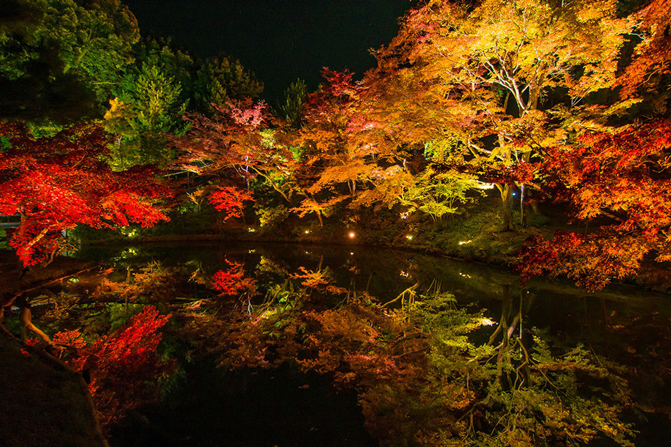 京都的楓葉12月最美