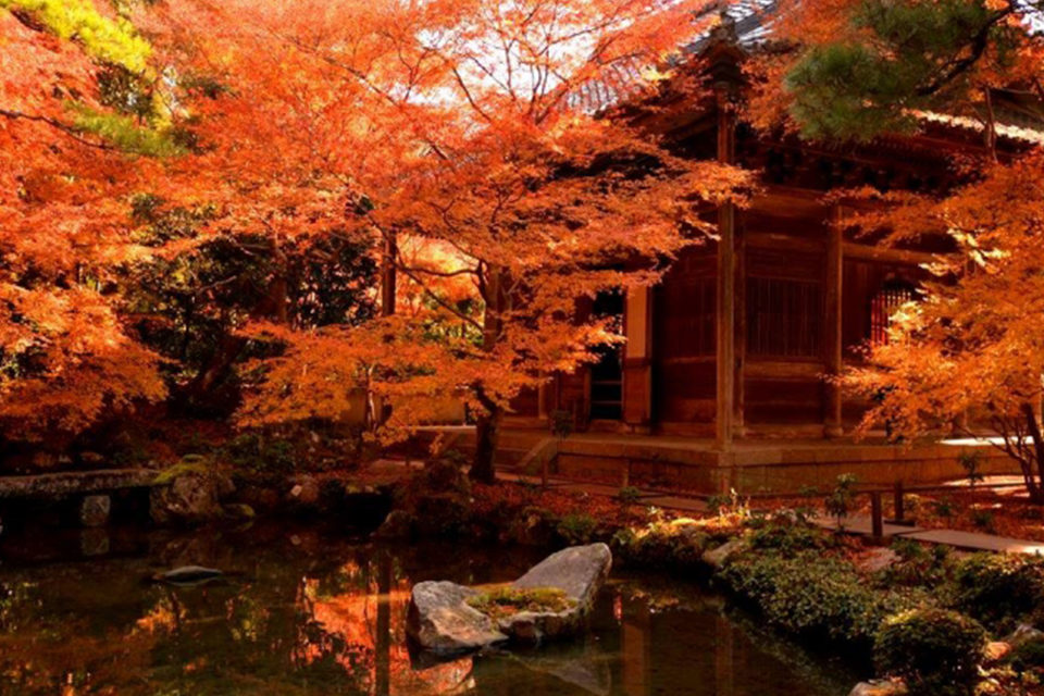 享受古都京都的楓葉和聖誕燈飾
