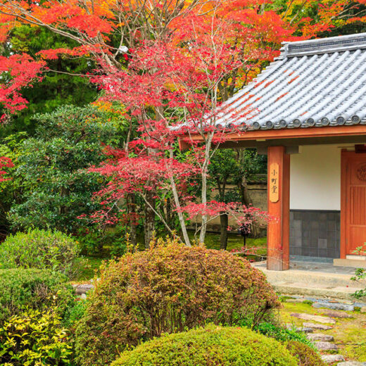 與小野小町有淵源的寺廟·「隨心院」的楓葉格外美麗！