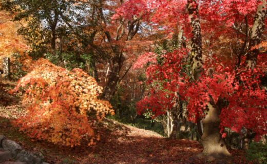 京都楓葉的鮮為人知的觀光景點？！