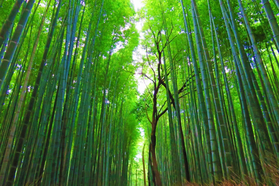 在京都・嵐山欣賞美麗的楓葉和壯觀的竹林！