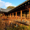 京都首屈一指的楓葉名勝「東福寺」的楓葉