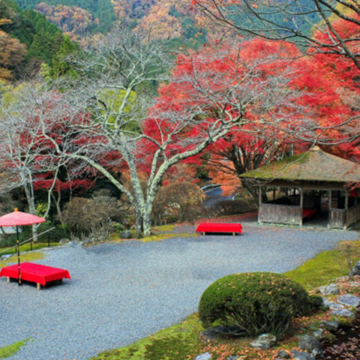 京都・白龍園是眾所周知的隱藏的楓葉名勝！