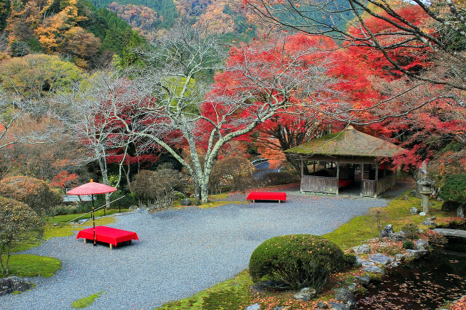 京都・白龍園是眾所周知的隱藏的楓葉名勝！