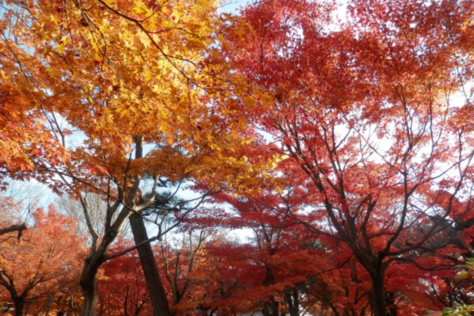 京都首屈一指的楓葉名勝「東福寺」的楓葉