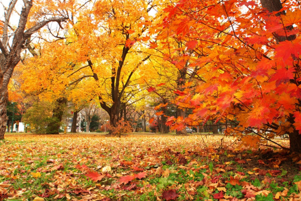 在樹木的變化中感受秋天的話，京都府立植物園。