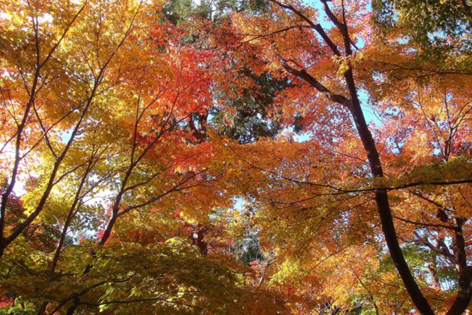 乘坐直升飛機從空中飽覽京都的楓葉！
