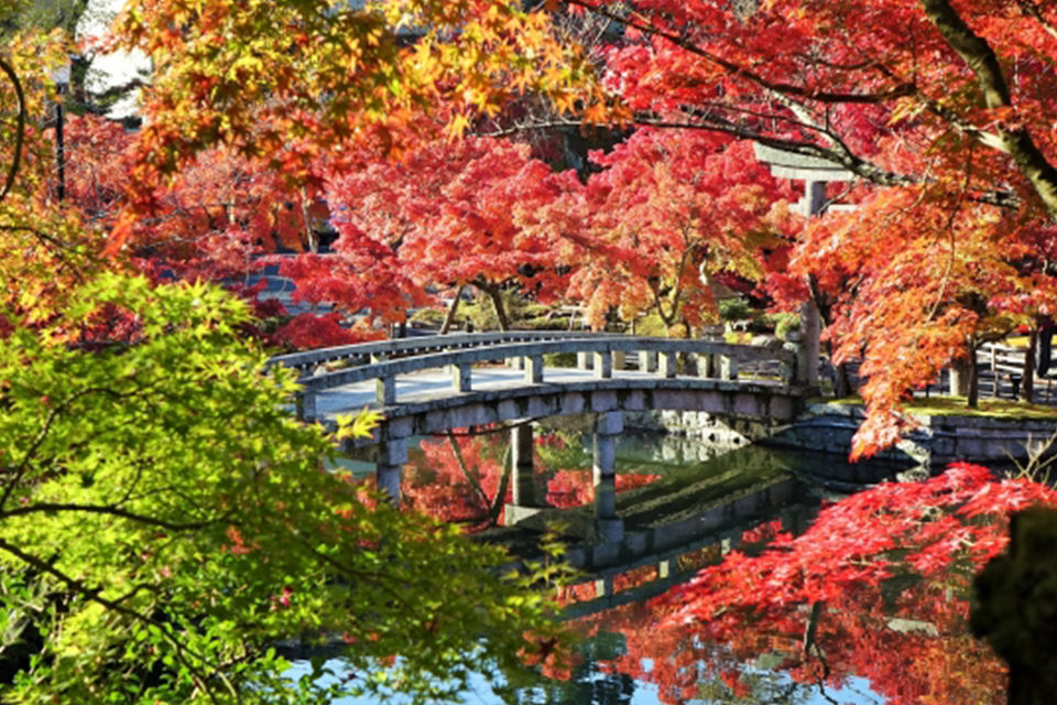 夜晚觀賞楓葉是京都的永觀堂！