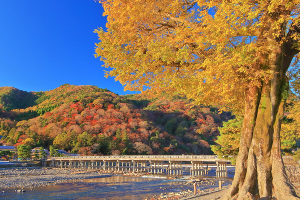 在京都・嵐山欣賞美麗的楓葉和壯觀的竹林！