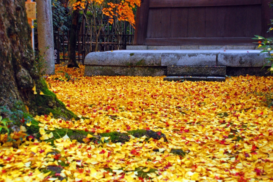 說到秋天的京都，果然還是楓葉和抹茶！
