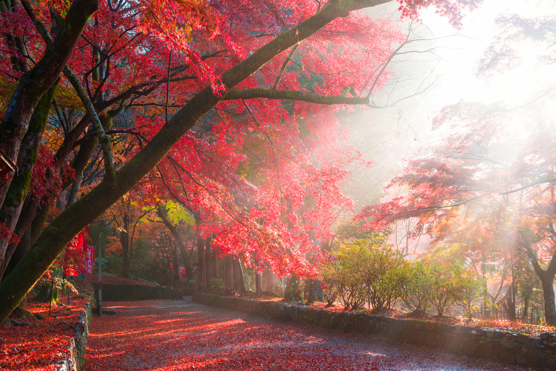 一邊欣賞京都美麗的楓葉，一邊巡遊禦朱印！