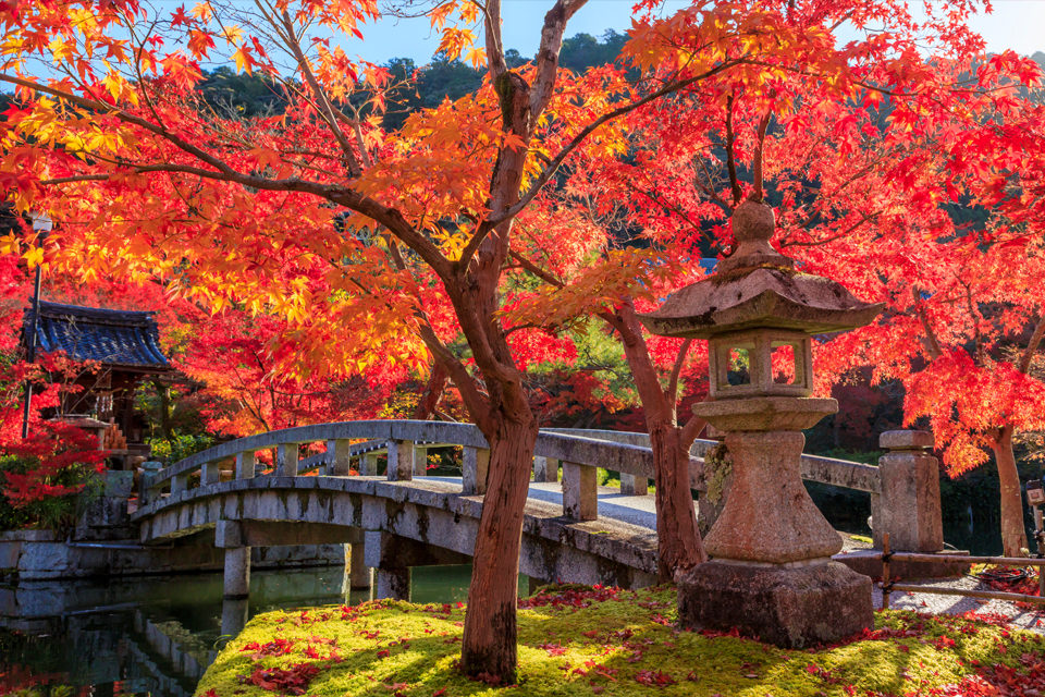 京都的楓葉美麗有理由嗎？！