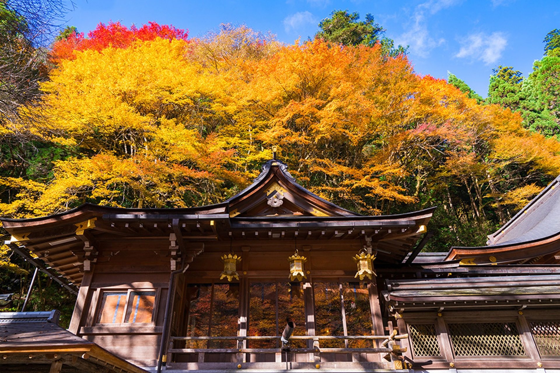 如果在京都享受楓葉的話，睿山電車的「楓葉隧道」