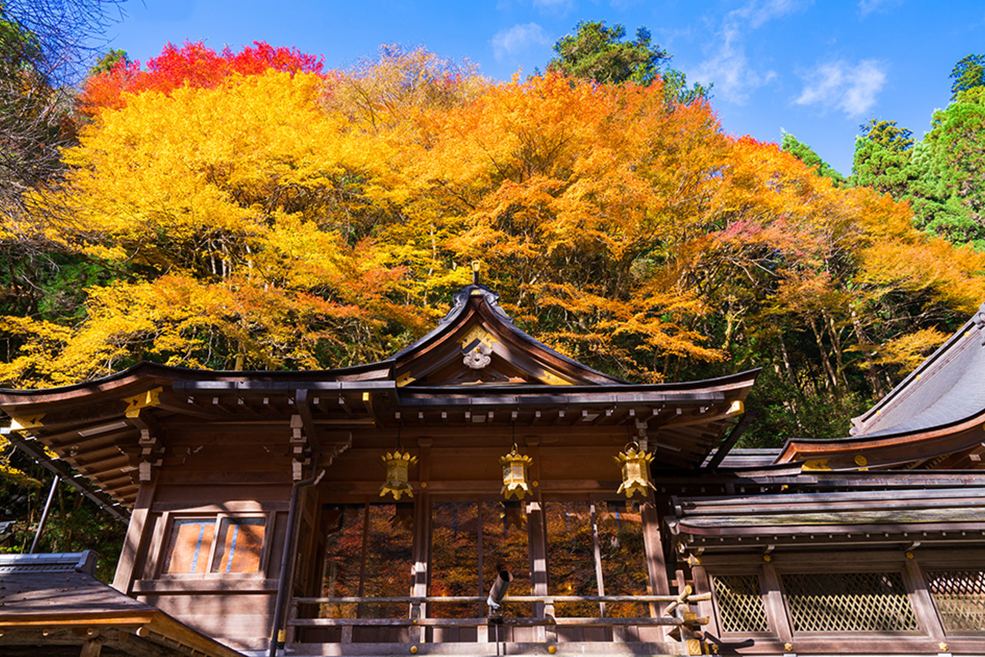 如果在京都享受楓葉的話，睿山電車的「楓葉隧道」