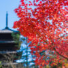 只有在秋天的京都才能看到的楓葉真是令人陶醉的絕景