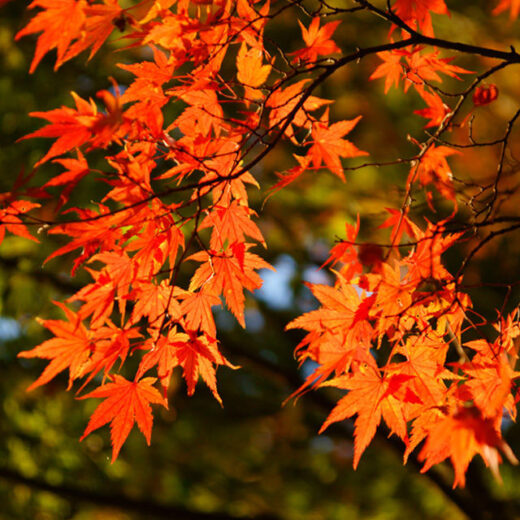 京都的楓葉這裡是好地方！
