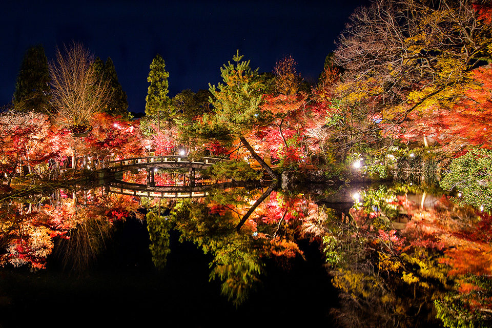 說到京都就不得不提到楓葉。