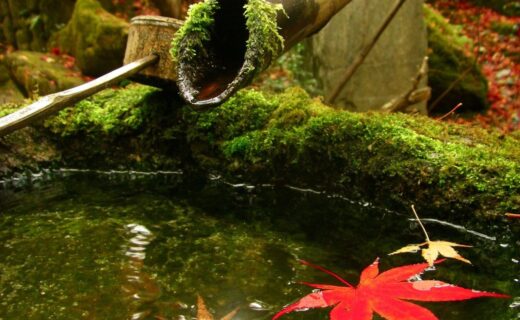 和家人去看京都的楓葉吧