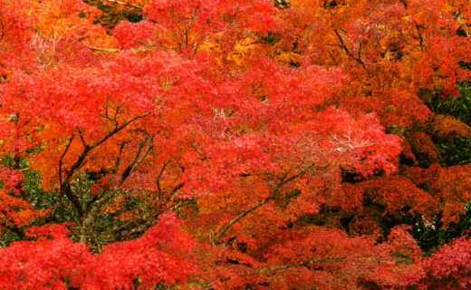 京都的楓葉