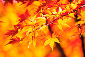 說到京都的楓葉，就是嵯峨野！在2020年的秋天嵯峨野推薦的楓葉景點度過一個美好的假日吧？？