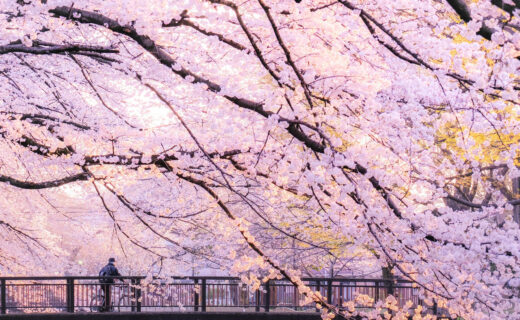 京都的櫻花名勝是