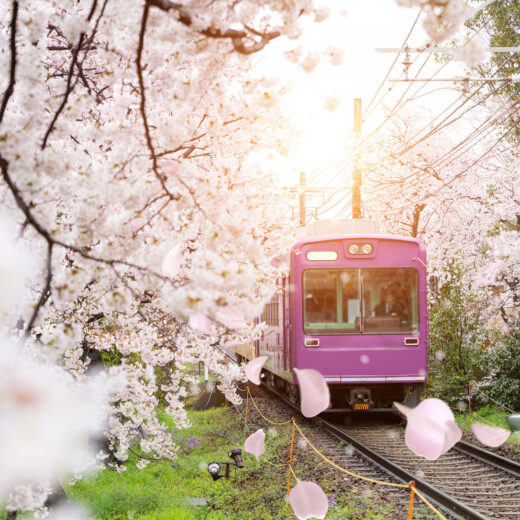 從線路上看到的櫻花景色