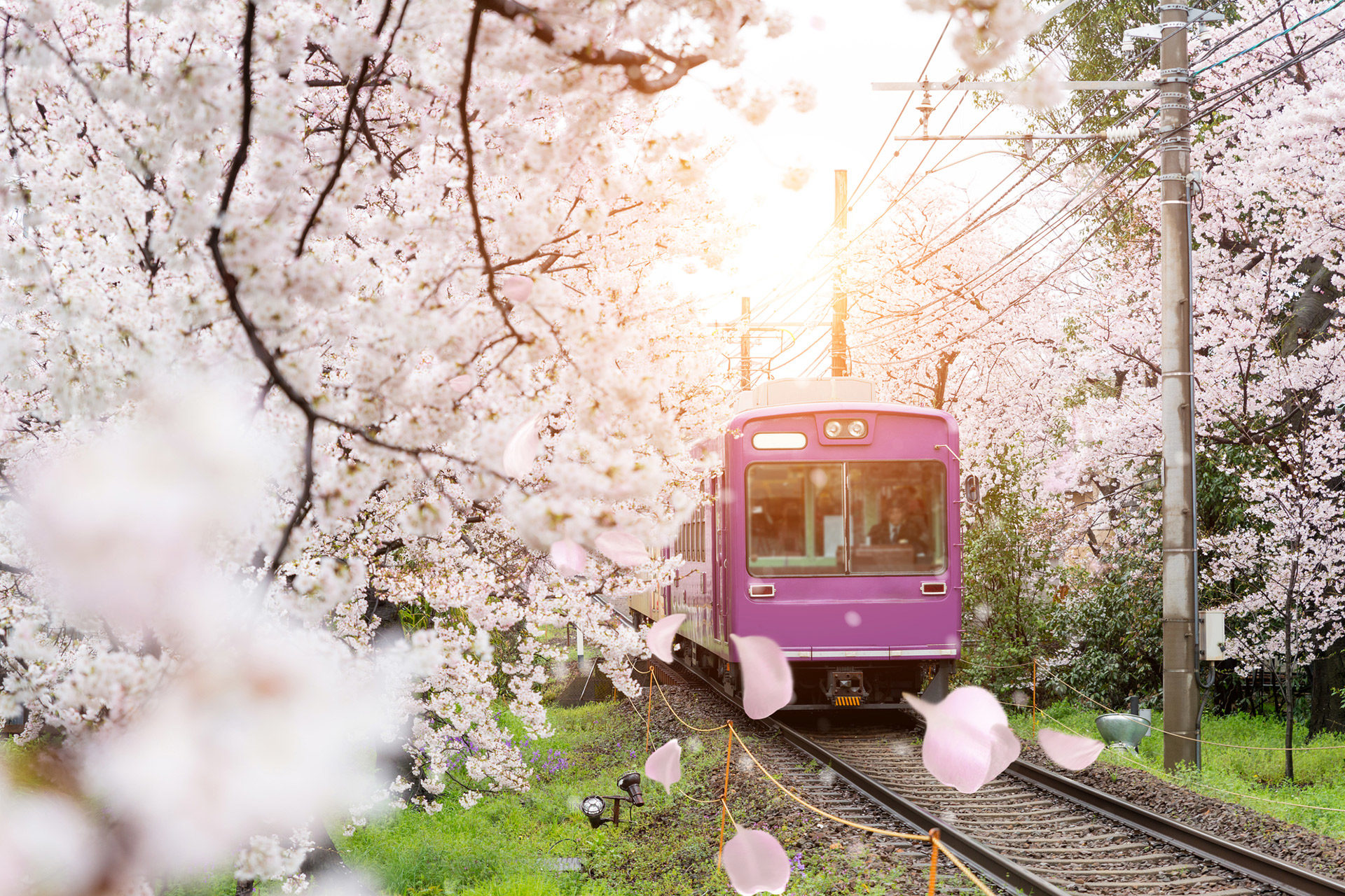從線路上看到的櫻花景色