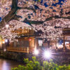 讓京都的櫻花顯得更加美麗的燈光照明