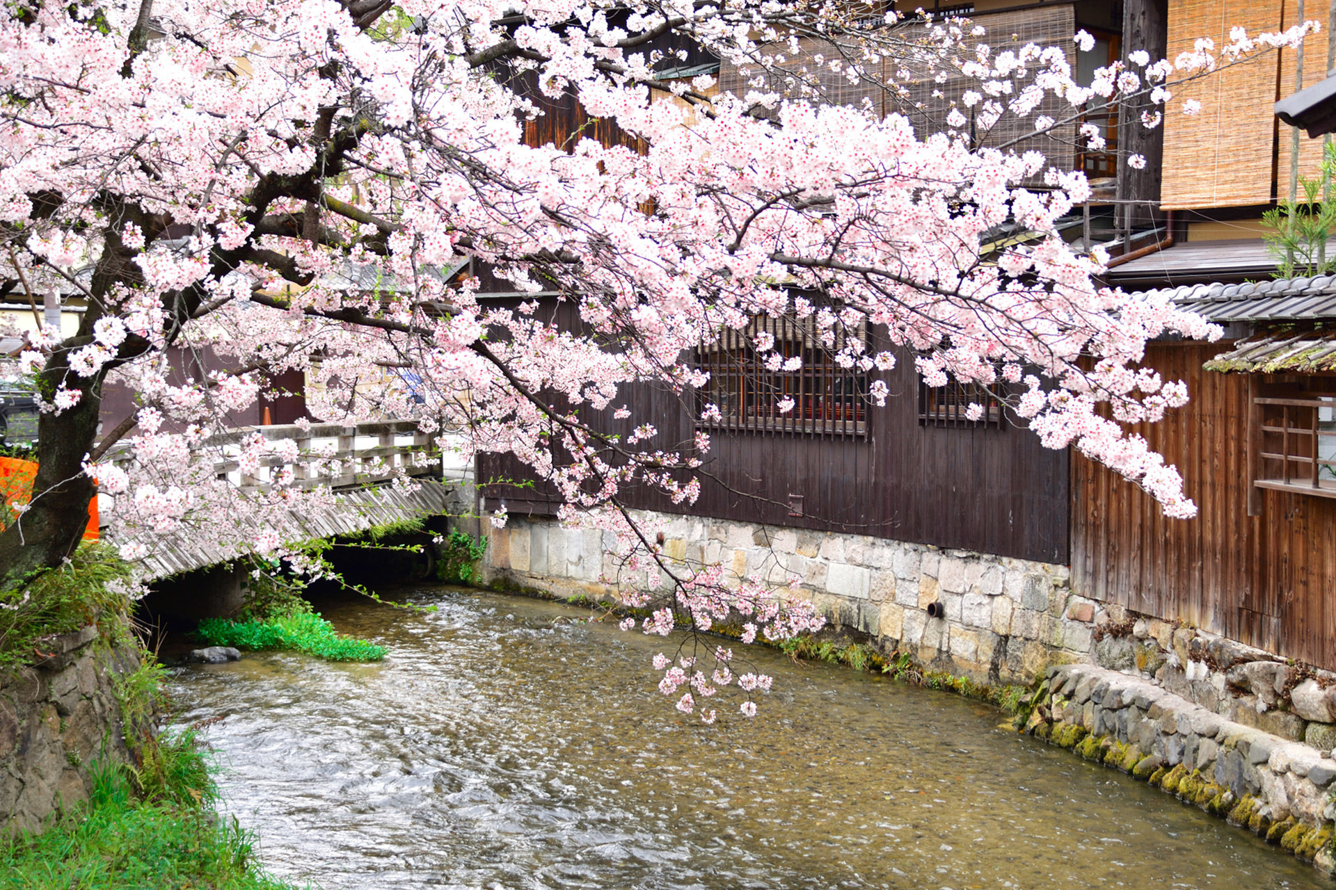 悠閒地欣賞京都櫻花的方法是？