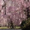 盡情享受京都的春天吧！