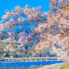 在京都看到的絕景櫻花樹下度過悠閒的時光吧？