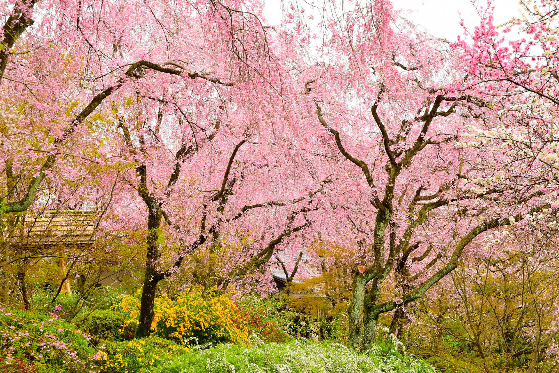 悠閒地欣賞京都櫻花的方法是？