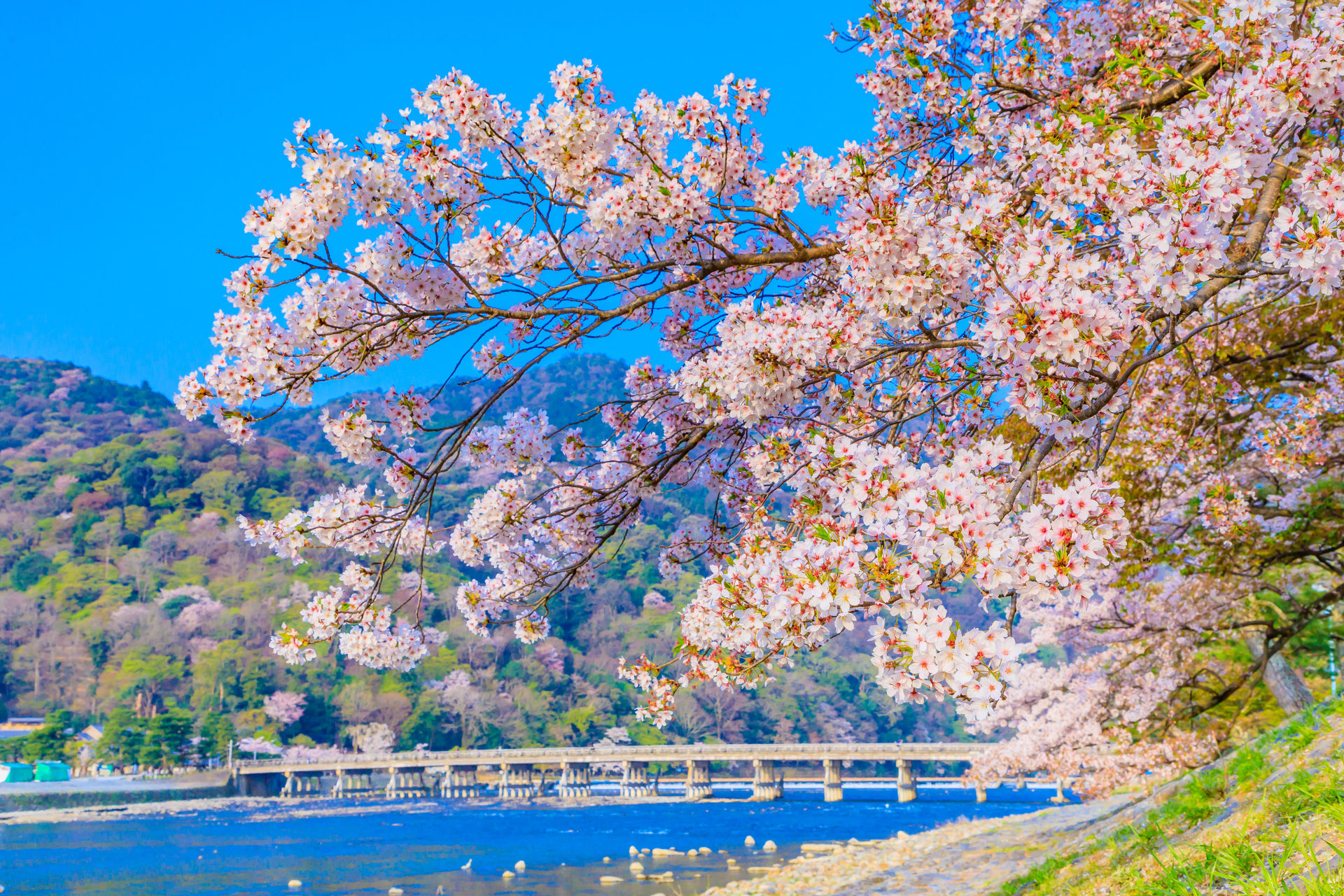 在京都看到的絕景櫻花樹下度過悠閒的時光吧？