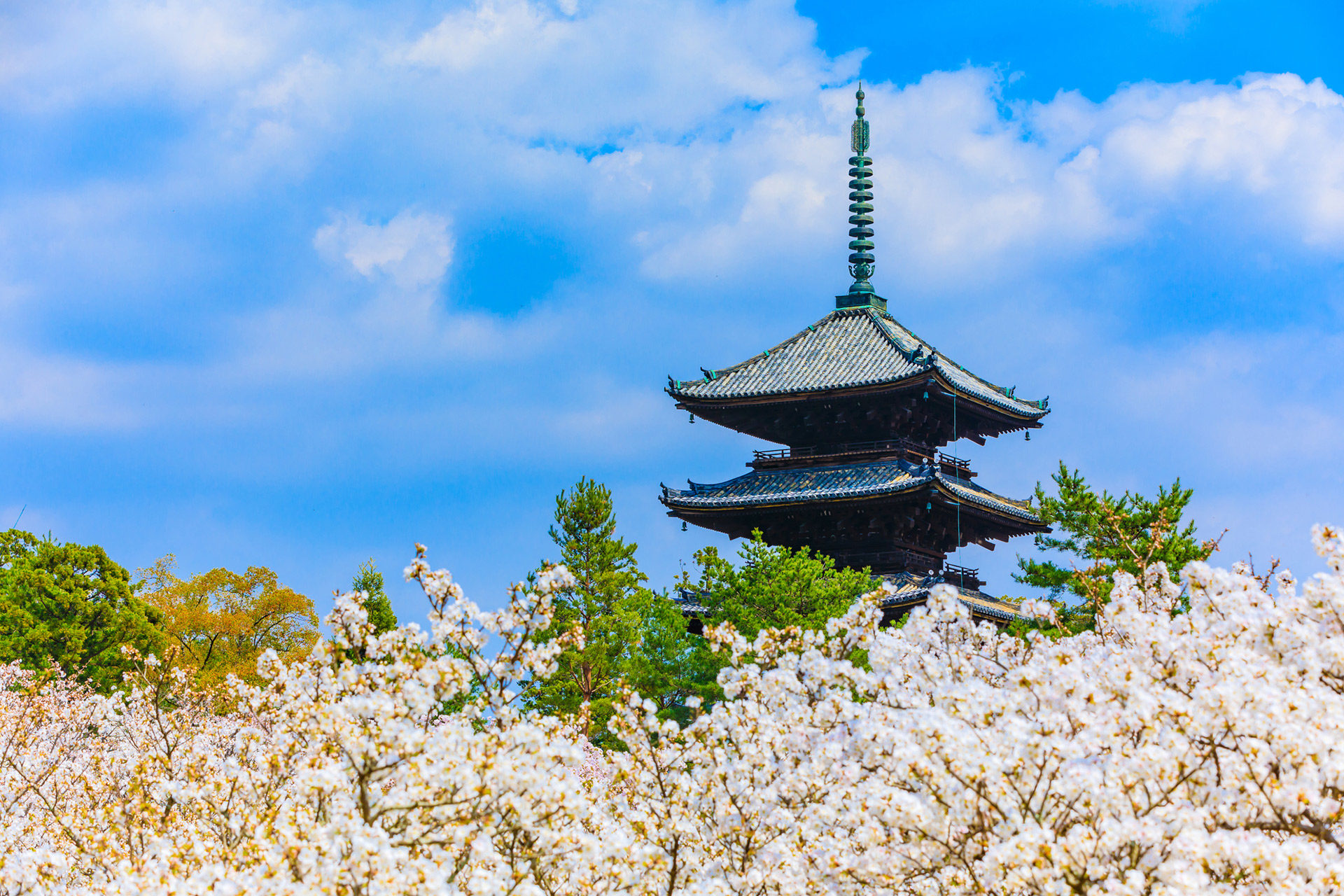 京都的櫻花名勝是