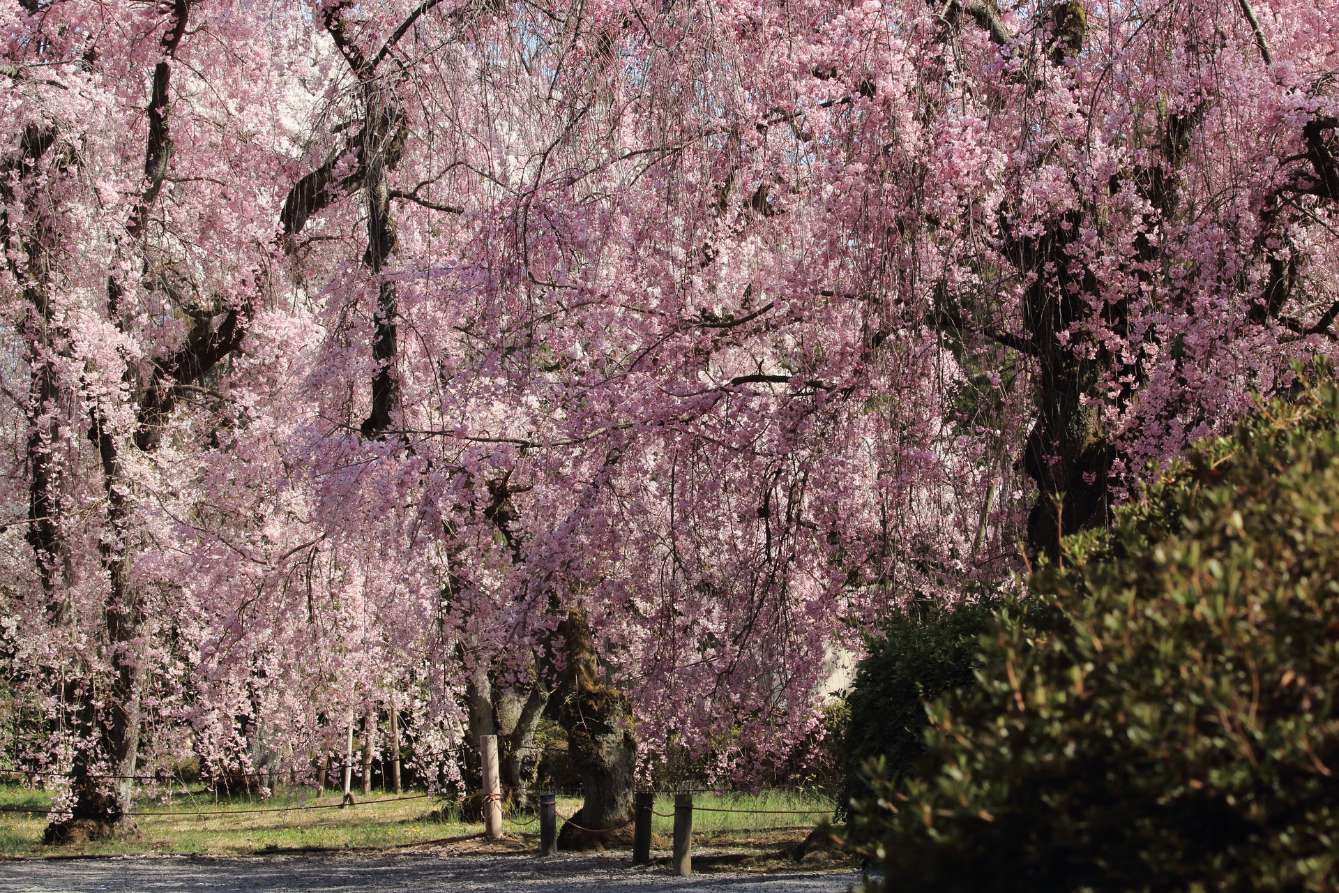 盡情享受京都的春天吧！