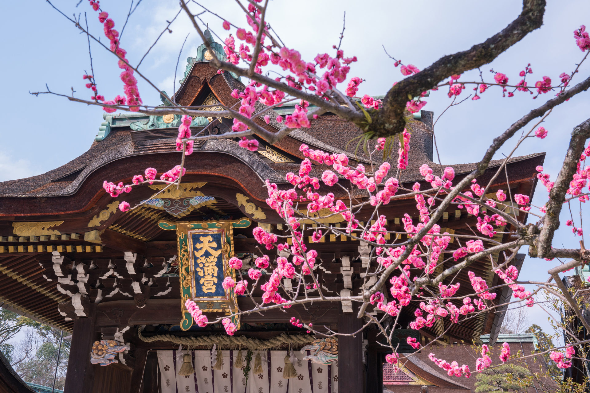春天的京都充滿魅力！