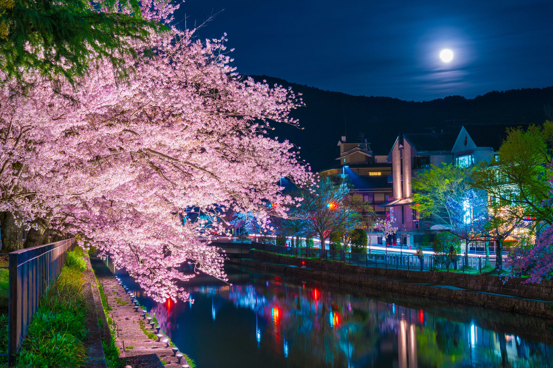 晚上能看到閃耀的櫻花的地方是？？