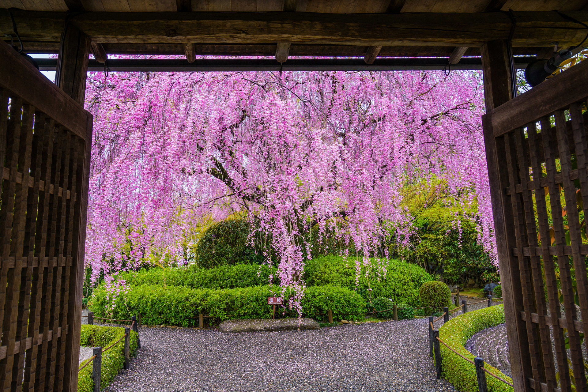說到京都的春天，就會想到「櫻花」