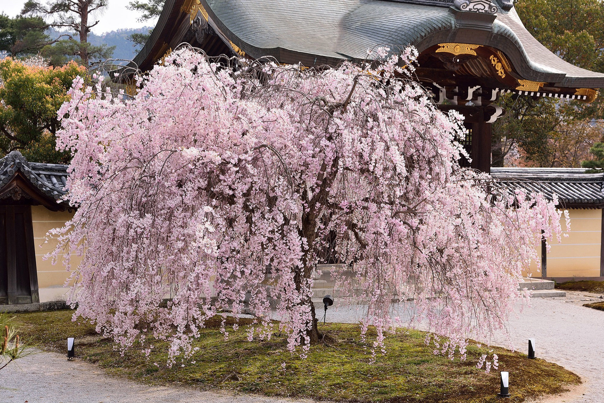 京都有名的觀光地「嵐山」