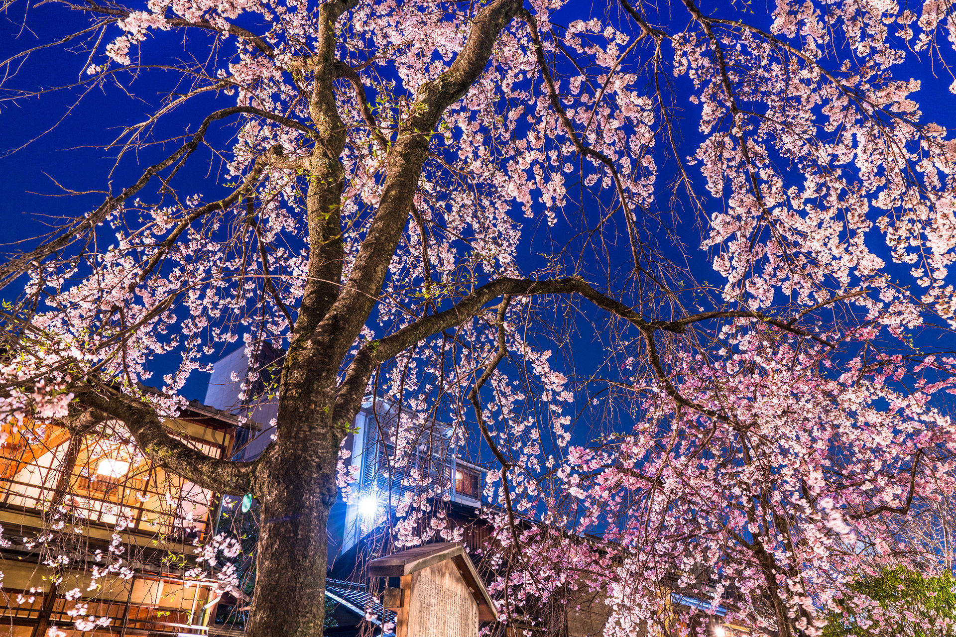 京都春天的燈光照明！