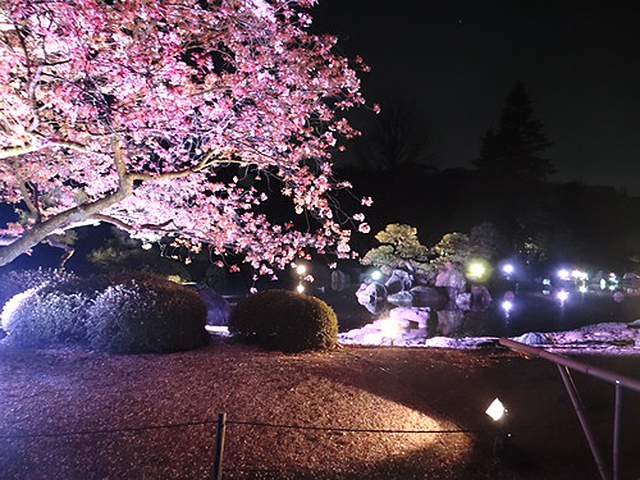 讓京都的櫻花顯得更加美麗的燈光照明