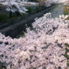 2021年京都櫻花的開花狀況和看點是