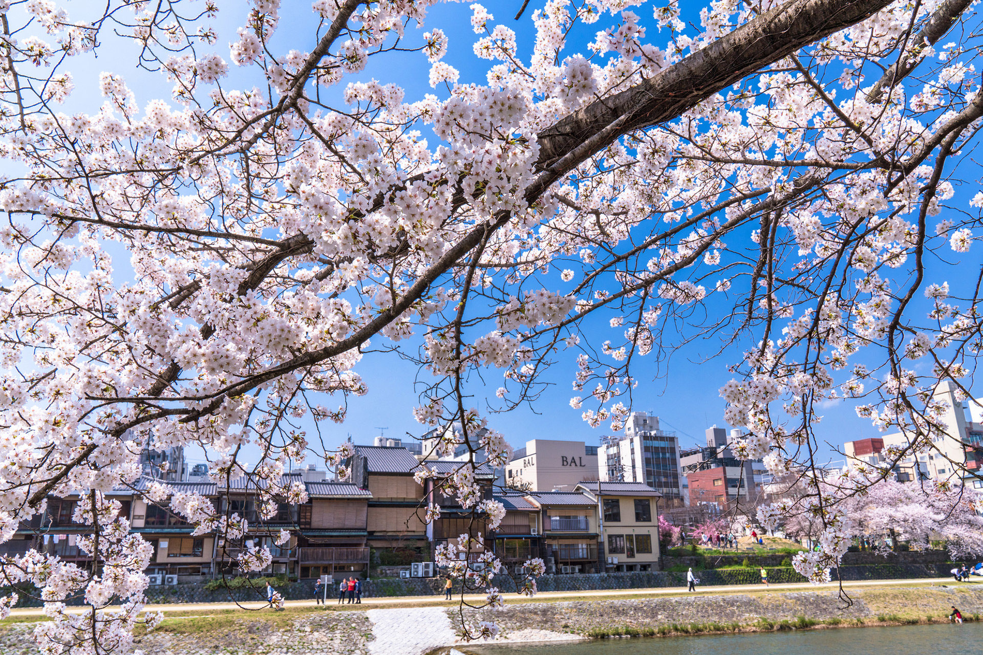 京都有很多櫻花名勝。