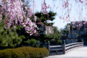 京都府內第6位的櫻花名勝！從二條城看到的美麗景色是？