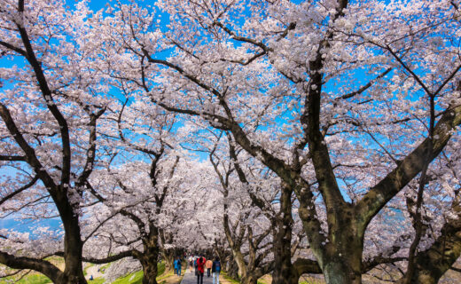 京都美麗的櫻花隧道知道嗎